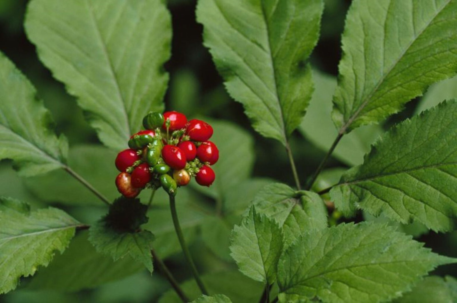 15 American Ginseng Seeds