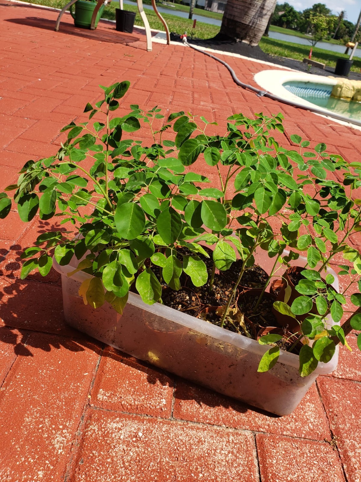 2 Plants MORINGA -Drumstick Organic Plant 6 Plus inches, healthy roots Free Ship