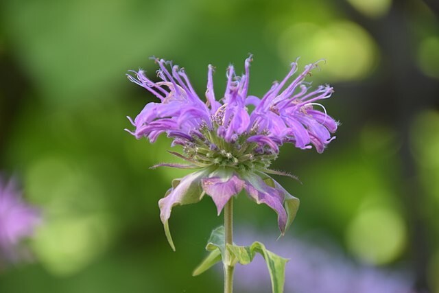 Monarda citriodora | Lemon Mint | Lemon Bee Balm | 1000 Seeds