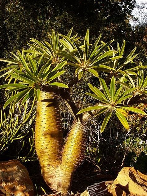 Pachypodium lamerei aka Madagascar palm, 5 Seeds. Free Shipping!