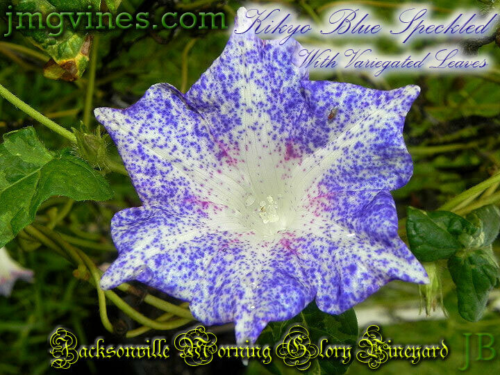 Kikyo Blue Speckled Variegated Leaves Japanese Morning Glory 6 Seeds