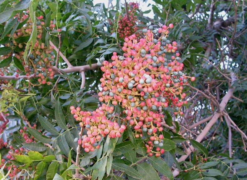 Chinese Pistache, (Pistachio) Pistacia chinensis, Tree Seeds