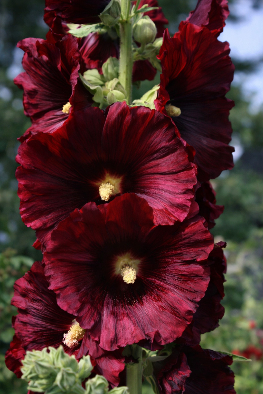 25 Black Knight Hollyhock Seeds Perennial Flower Seed Flowers US SELLER