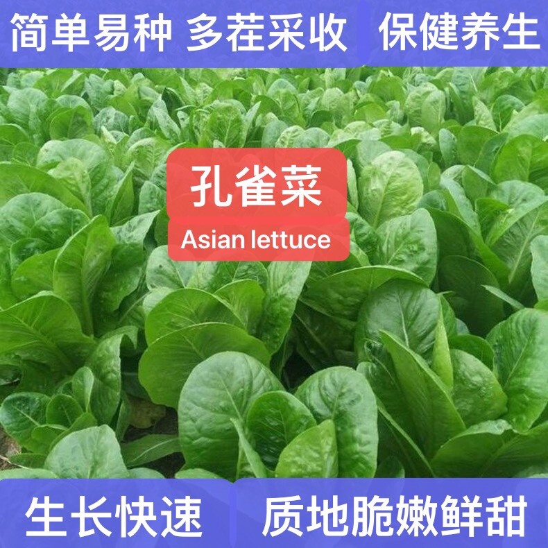 400+ Asian Lettuce seeds 400多粒孔雀菜种子 2023年产