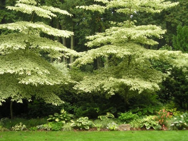 Giant Dogwood, Cornus controversa, Tree Seeds