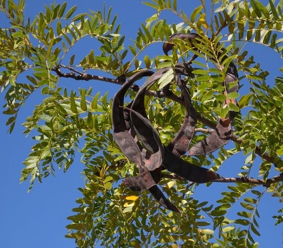 25+ Thornless Honey Locust Seeds (Gleditsia Tricanthos) Native Harvest Oct 2024