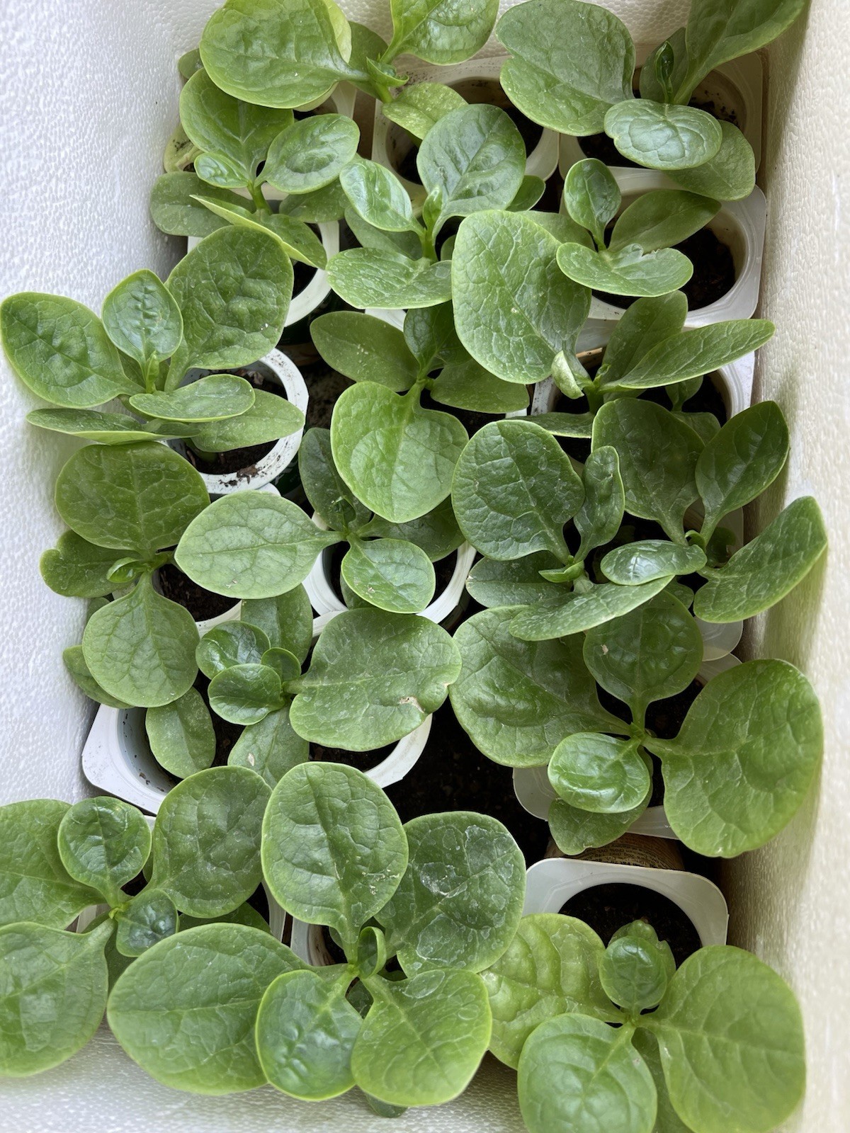 150+Malabar Spinach Alugbati Mong Toi Poi Sang Ceylon Easy Grow Seeds For 2026