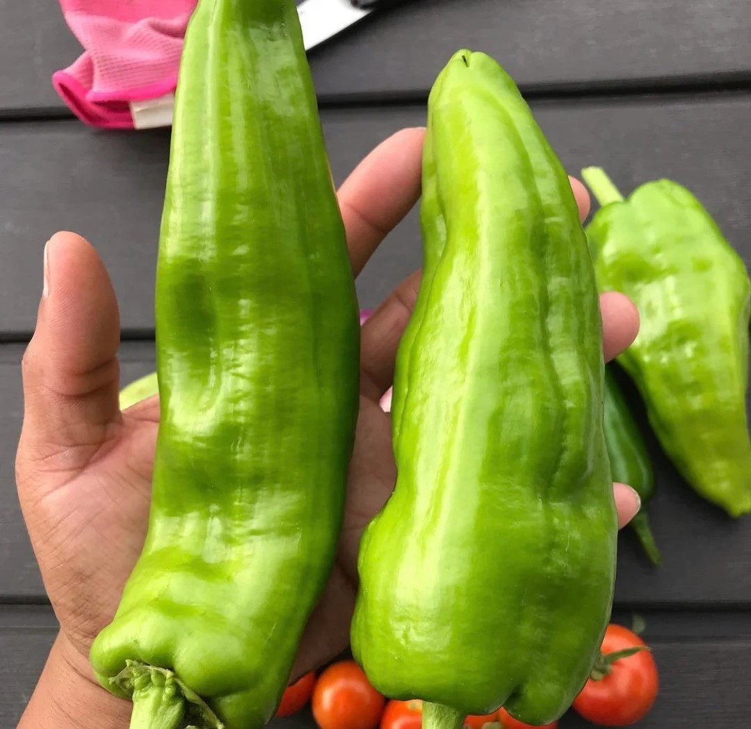 100+ BIG JIM PEPPER SEEDS — HUGE — HOT — HEIRLOOM – ORGANIC – NON GMO – FRESH