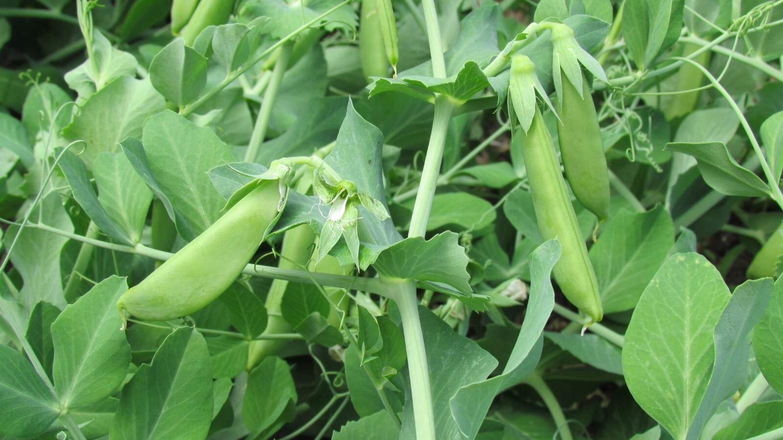 Cascadia Snap Pea Seeds, Early and Compact, Heirloom, NON-GMO, FREE SHIPPING