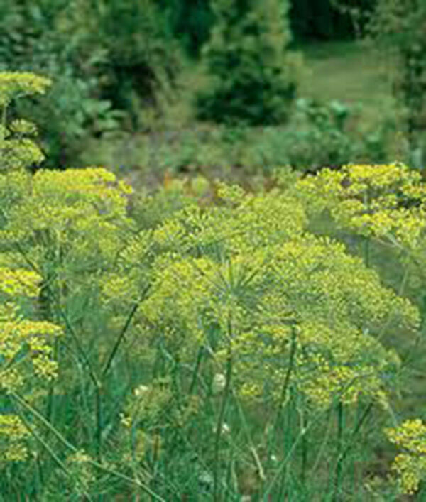 DILL SEED, MAMMOTH LONG ISLAND, HEIRLOOM, NON GMO, 50+ SEEDS, SPICE