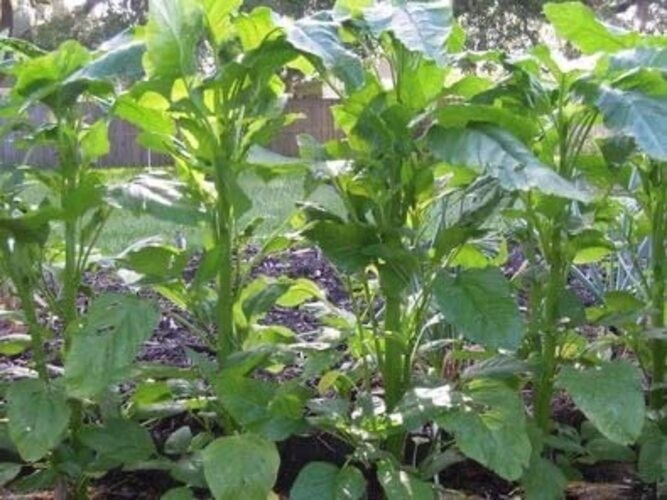 100 Seeds/My Favorite Deals Green Callaloo, Jamaican Callaloo, Amaranth