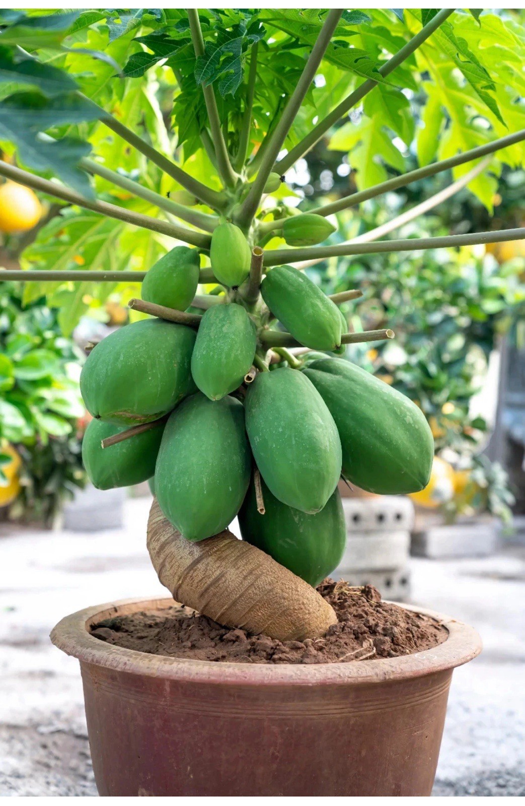 🌴Hawaiian ❗️Dwarf Solo Waimanalo Papaya Seeds 10ct Fast Fruit Houseplant