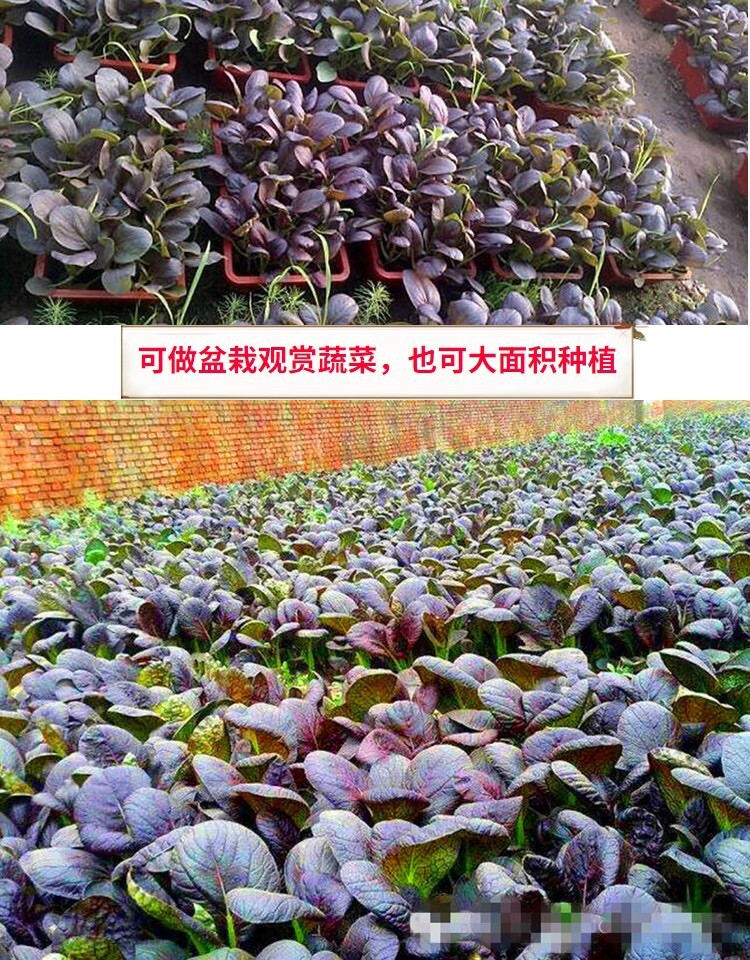 300+purple leaves bok choy (Rich in Anthocyanin) seeds 300多粒紫叶绿帮小青菜（富含花青素）种子2023