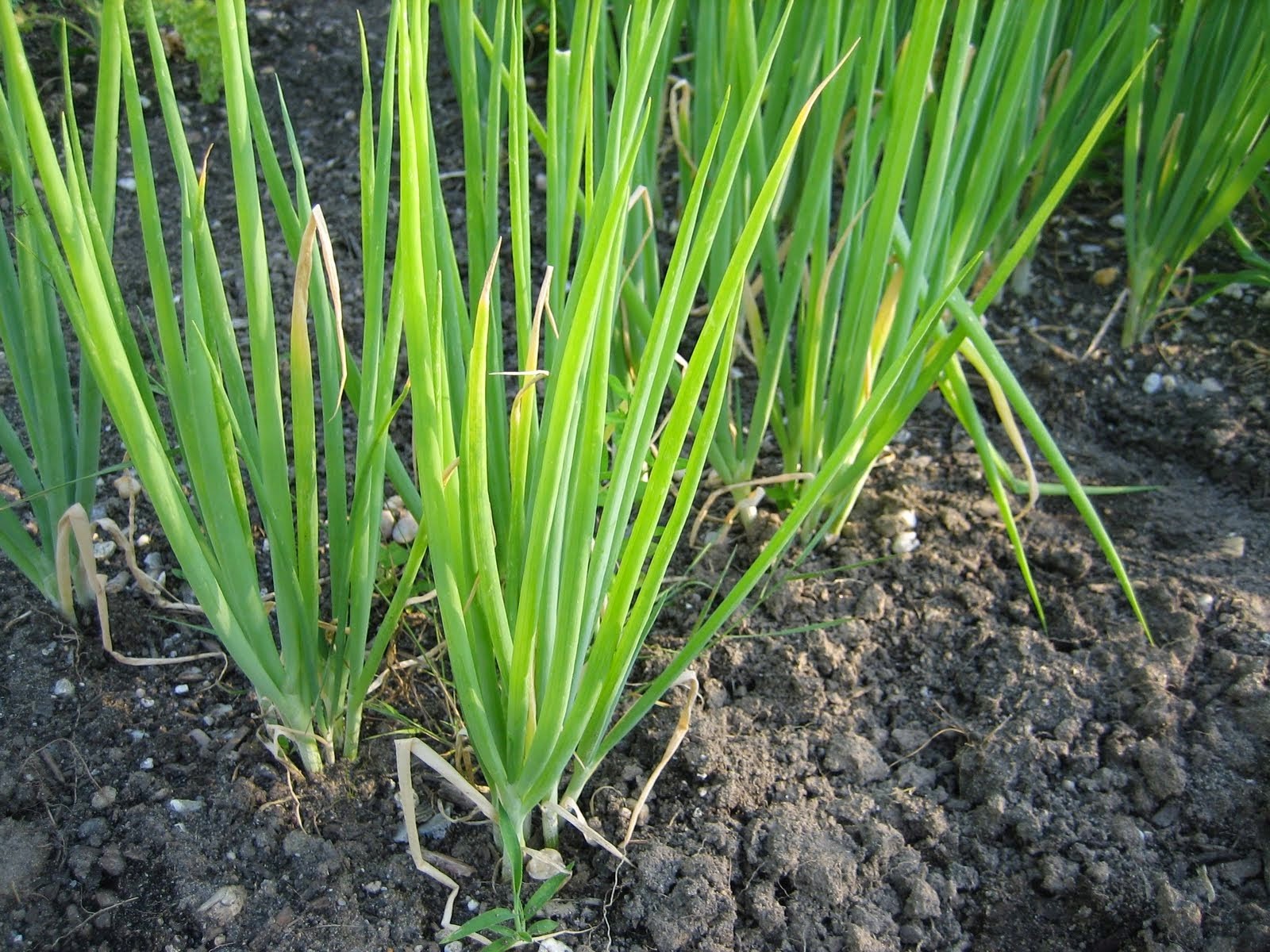401+CHIVES Seeds Herb Green Onion Spring Fall Vegetable Garden Patio Container