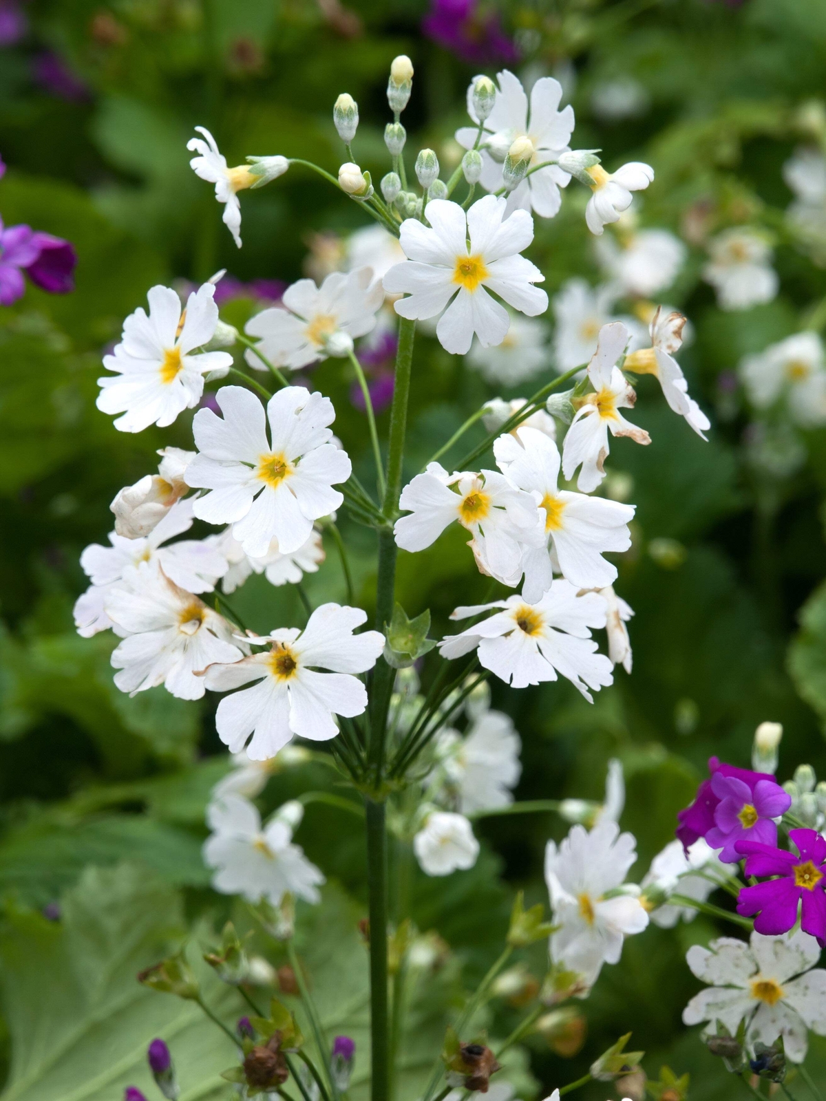 100 WHITE FAIRY PRIMROSE Primula Malacoides Shade Houseplant Flower Seeds