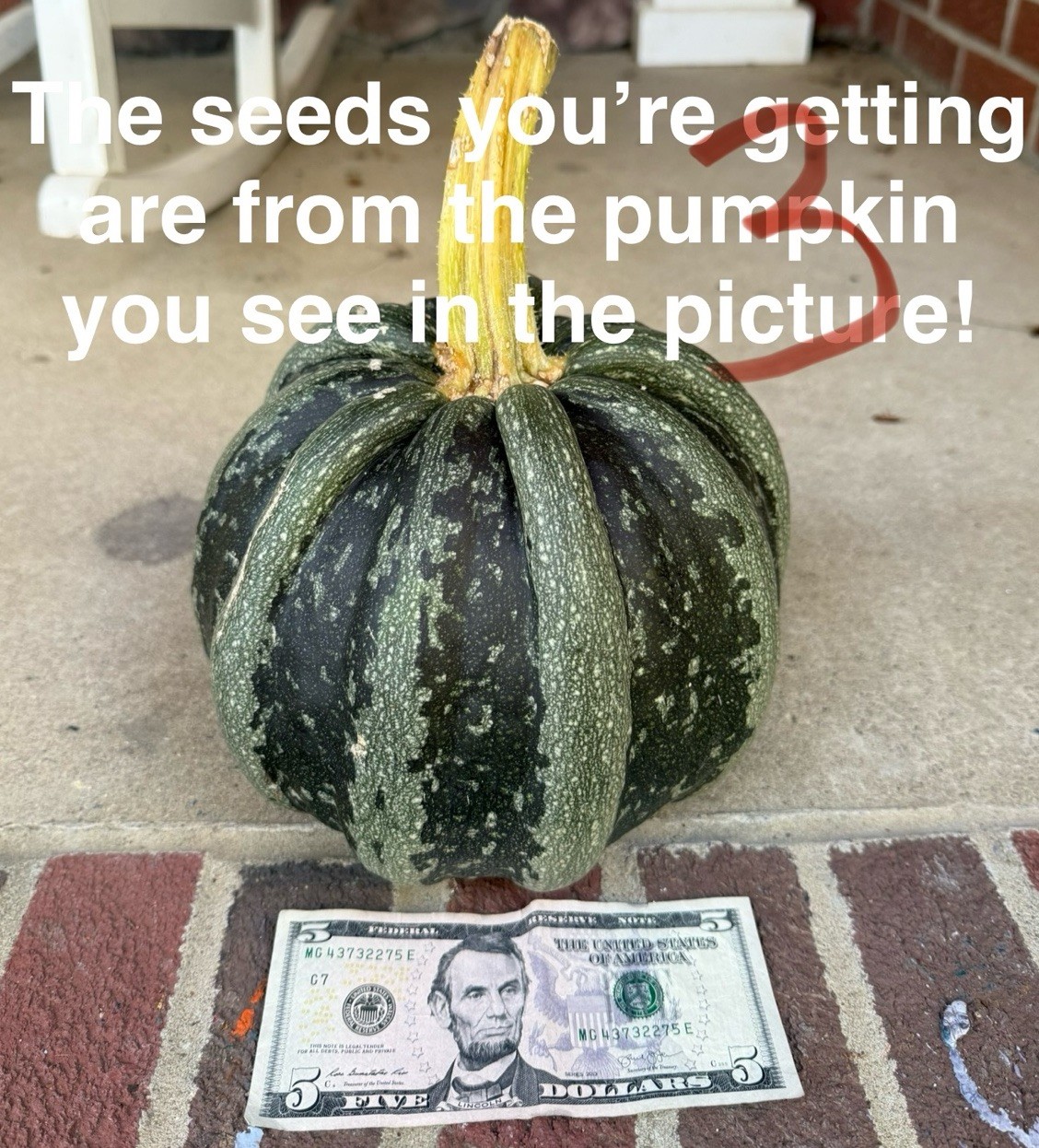 Seeds #3: Green/white ribbed pumpkin. Exotic, beautiful. Seeds (10 ct)