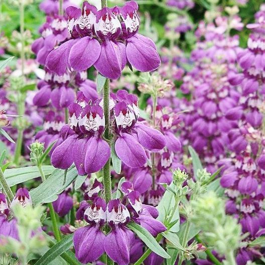 CHINESE HOUSES Wildflower Sun or Shade! Pollinator Attractor Non-GMO 500 Seeds