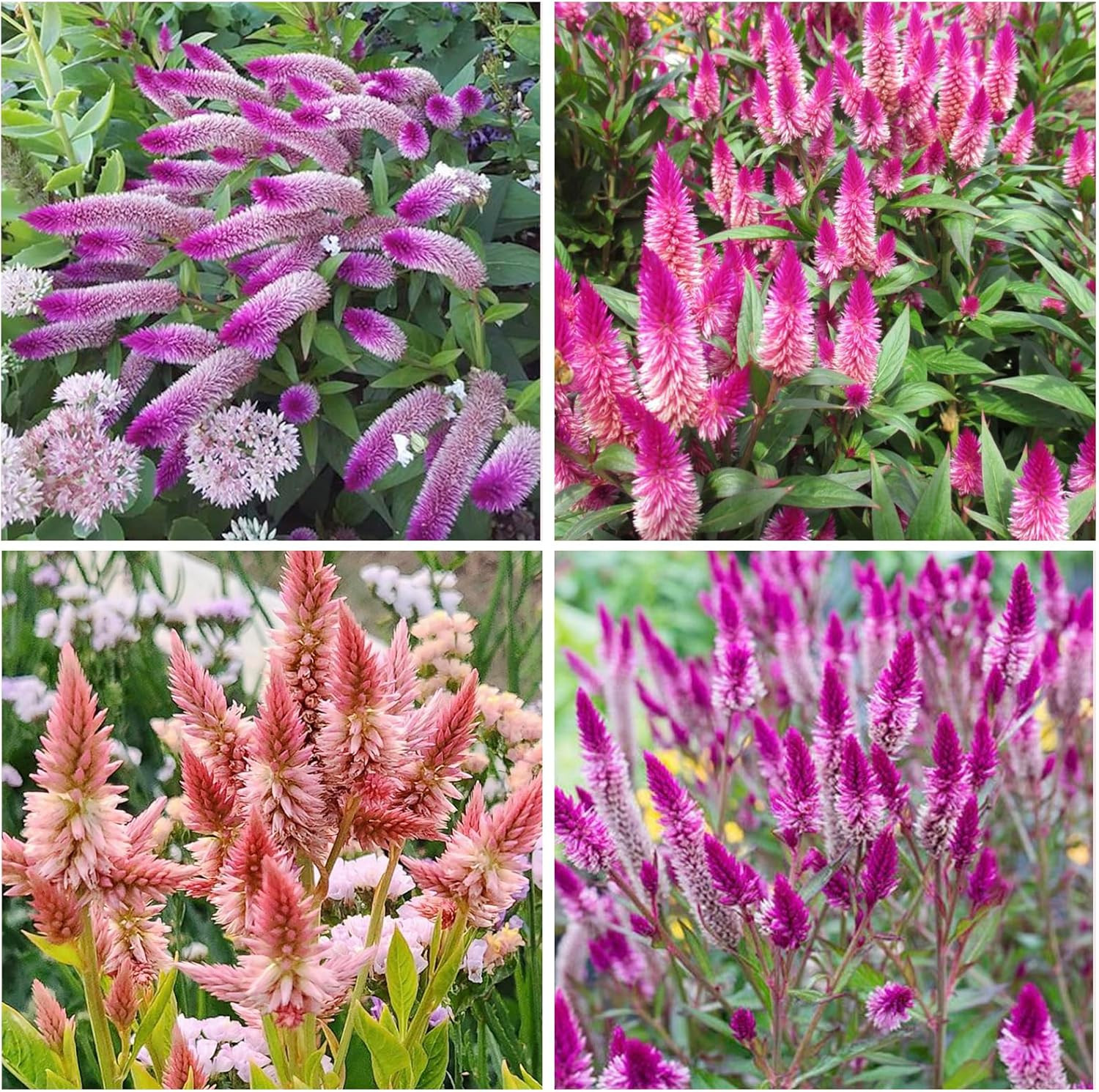 1100+ Perennial Mix Celosia Spicata Flamingo Feather Flower Seeds for Planting-N