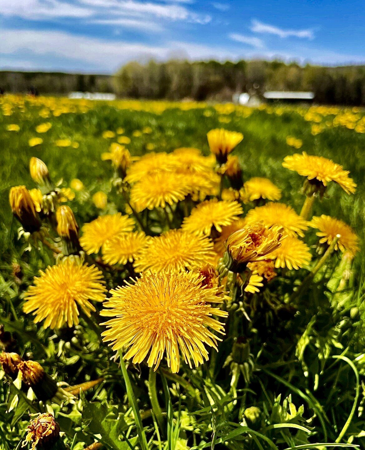 500 + Dandelion Seeds / True / Wild / Yellow Flowers / Organic Perennial