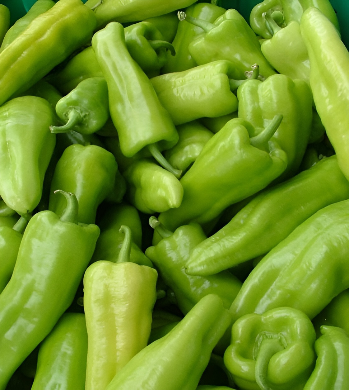 100ct Heirloom Cubanelle Pepper Seeds -Ultimate Stuffing Pepper! Sweet! No Heat!