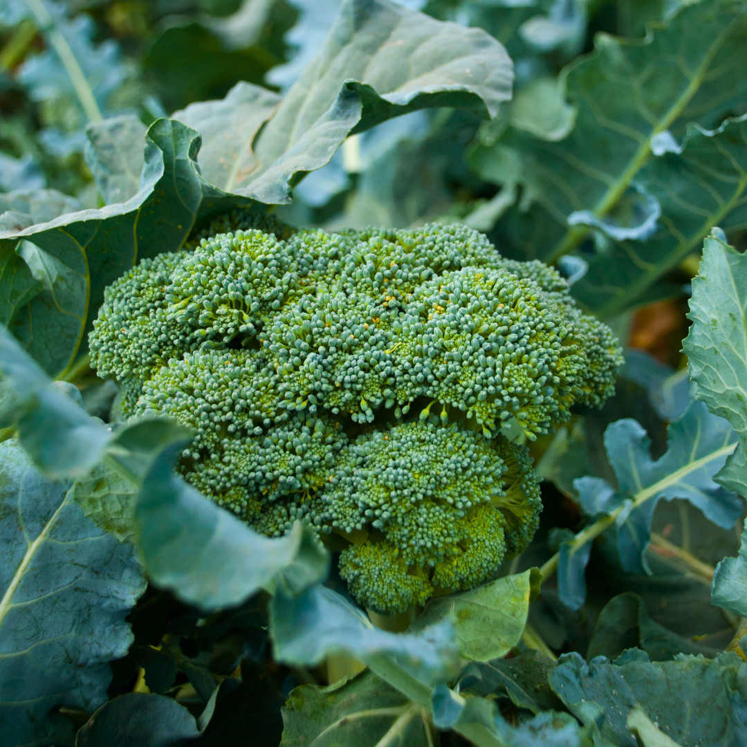 Fresh Premium Broccoli Seeds | Waltham 29 | Heirloom Non-GMO | Vegetable Seeds