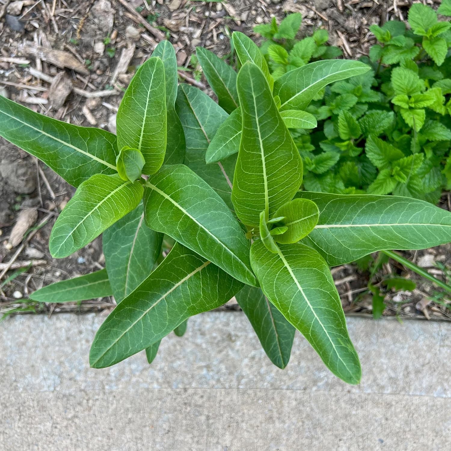 Milkweed Seeds for Planting a Butterfly Garden to Attract Monarch Butterflies…