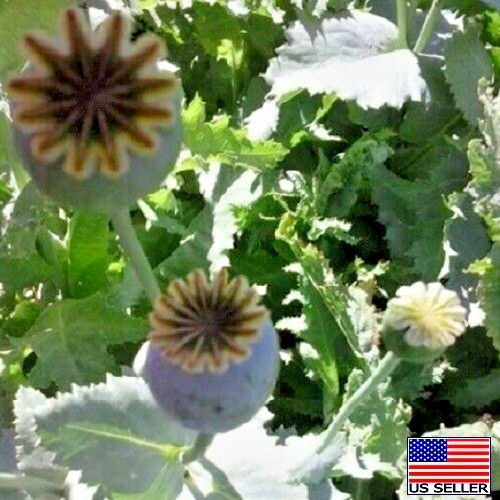 Turkish P Somniferum Poppy Seeds For Planting 20,000+ Fresh, Imported, Untreated