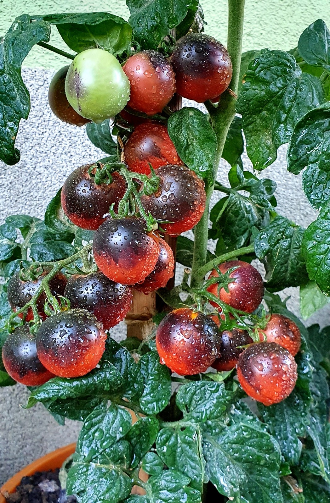 10 seeds Dwarf Mocha’s Cherry Tomato ORGANIC Rare Anthocyanin Variety