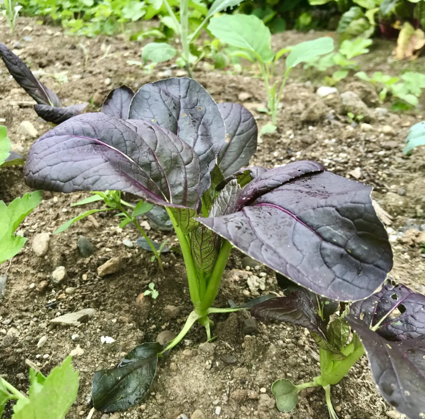 🌱Heirloom Purple Lady Bok Choy 50+ Seeds ✦Great Taste