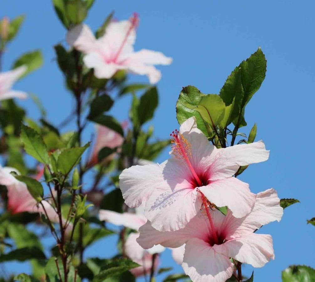 20 Giant Hibiscus Flower Seeds Hardy,Mix White Pink Red Color Home Garden