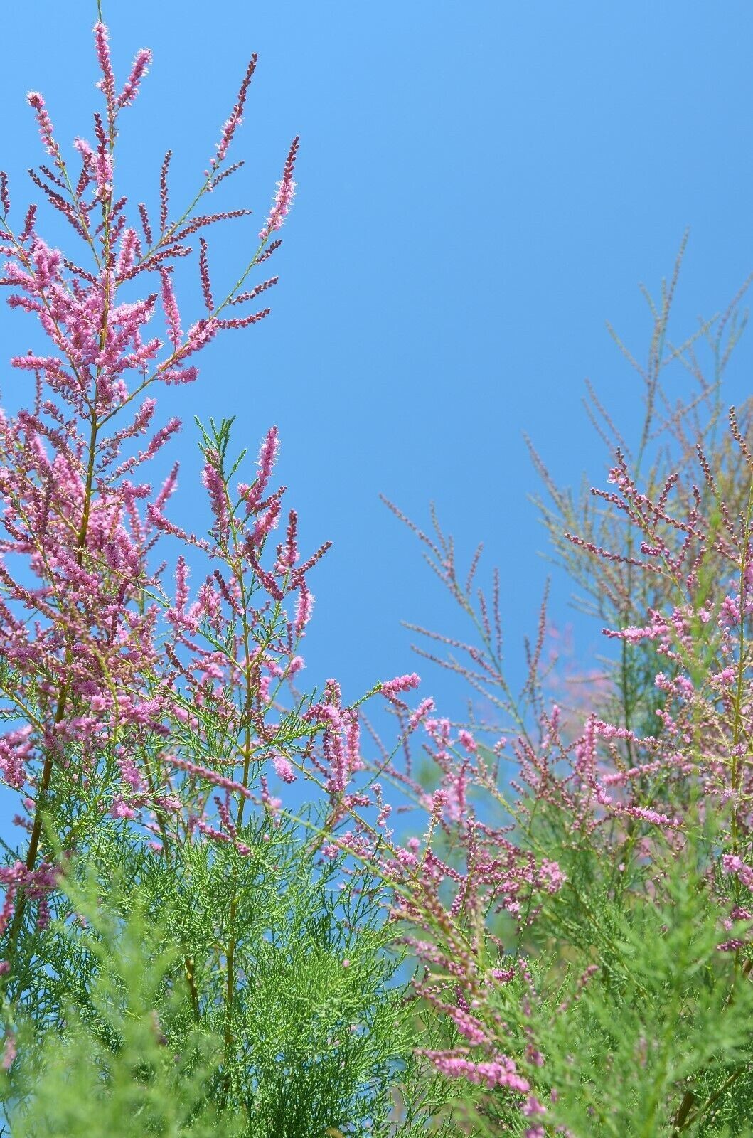 Pink Cedar – 20 Tropical Seeds –Indian Ash – -Good Container Grower-Acrocarpus