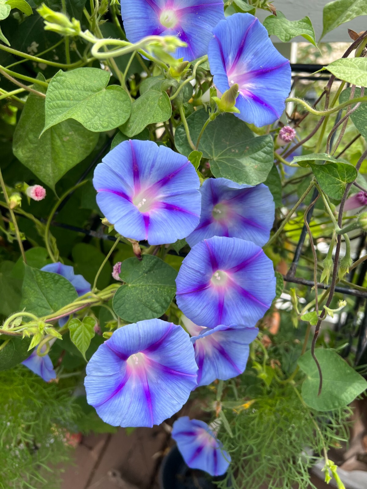Morning Glory Vine Seed Mixed Colors – Heirloom Non-GMO