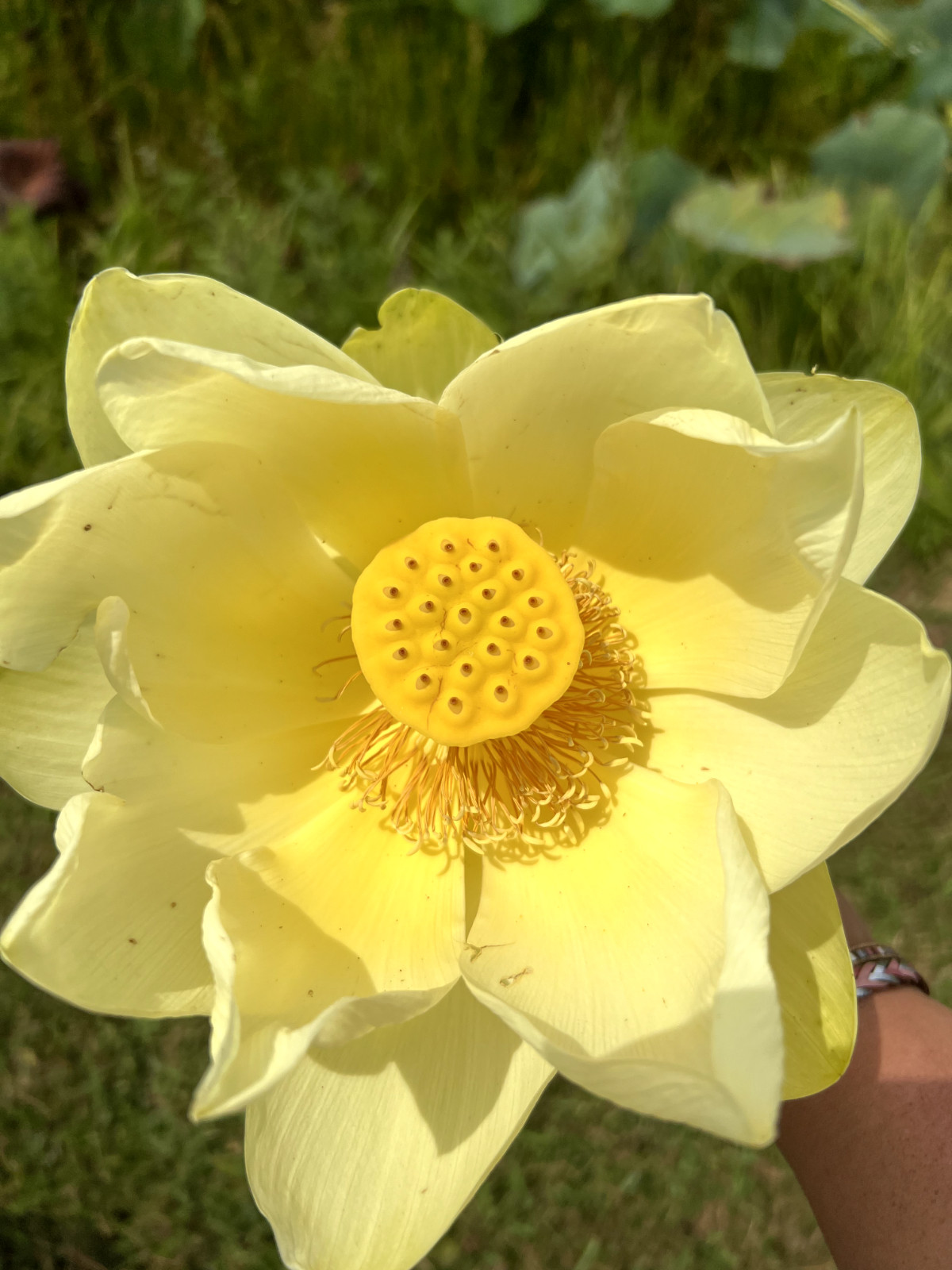 10 Seeds Yellow Lotus Flower Seeds American Water Lily for Pots or Pond