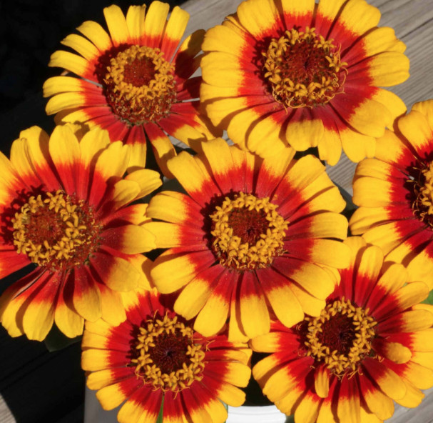 *NEW* Sombrero Zinnia Seeds Zinnia elegans Free Shipping!