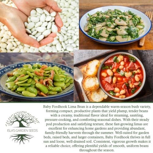 Baby Fordhook Lima Bean Seeds (Bush Lima, Phaseolus lunatus) – 25 Non GMO