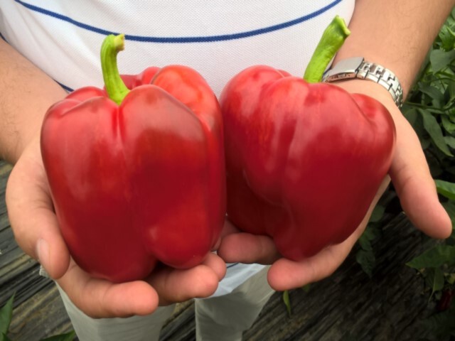 35 Giant Red Bell Pepper Extra Large Size HEIRLOOM Seeds 100% Organic