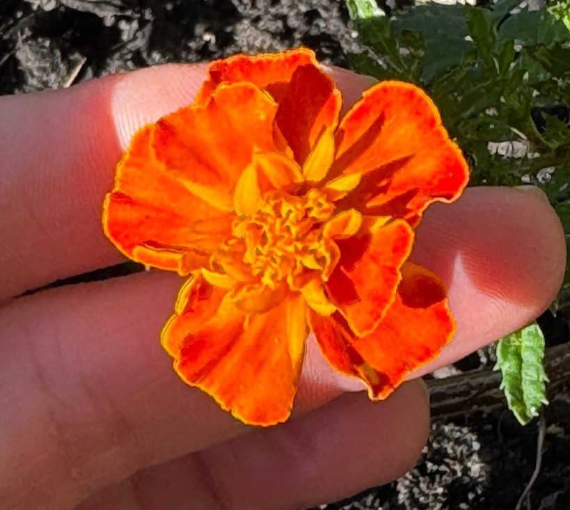 Marigold Flower Seeds – Red, Orange & Yellow Blooms (20+ Seeds)
