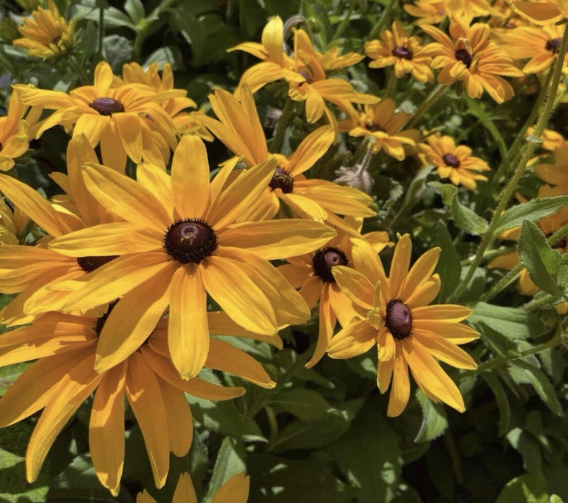 200+ SEEDS-Black-Eyed Susan Seeds – Rudbeckia Hirta Buy2Get1Free(add2incart)