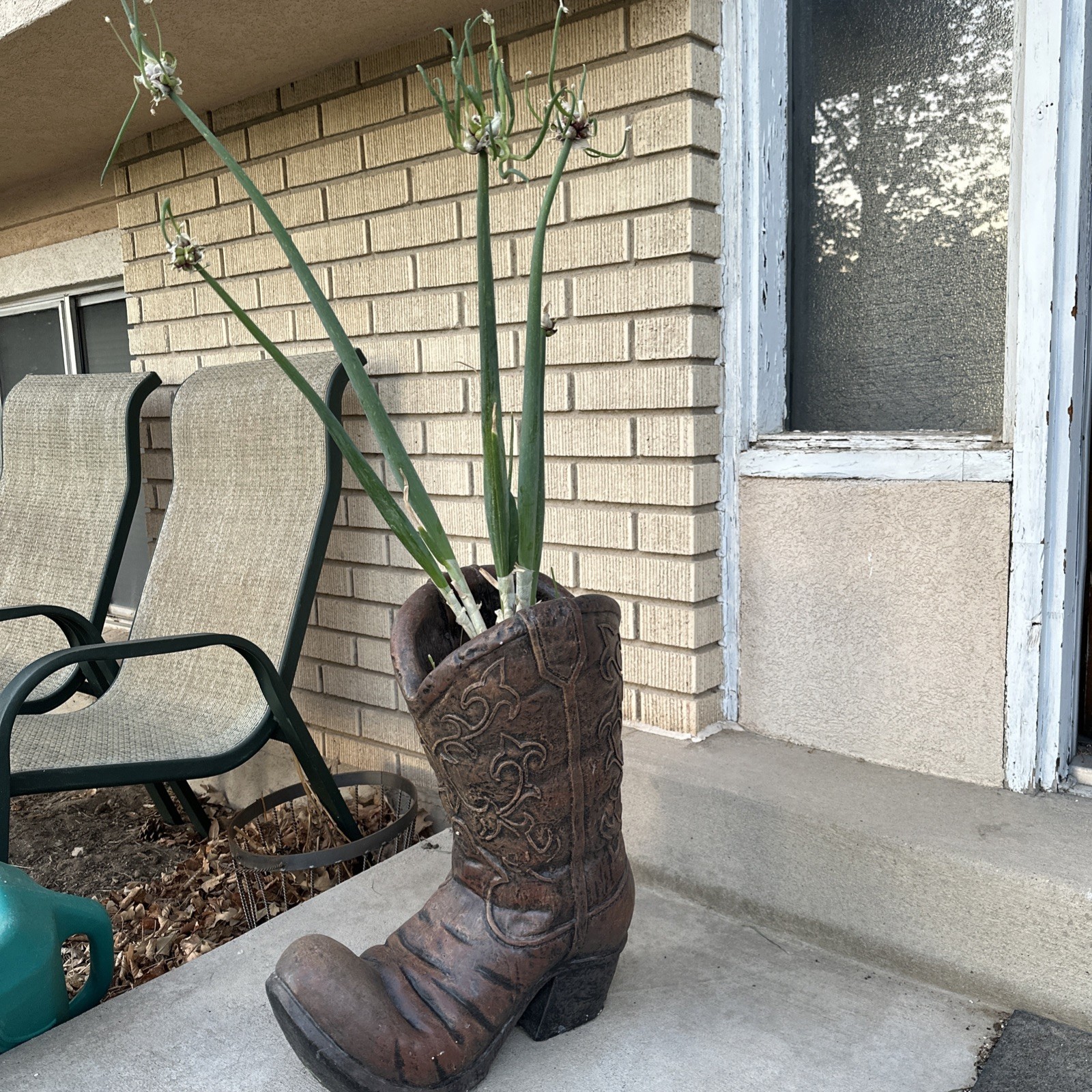 Organic Egyptian Walking Onion Bulbs