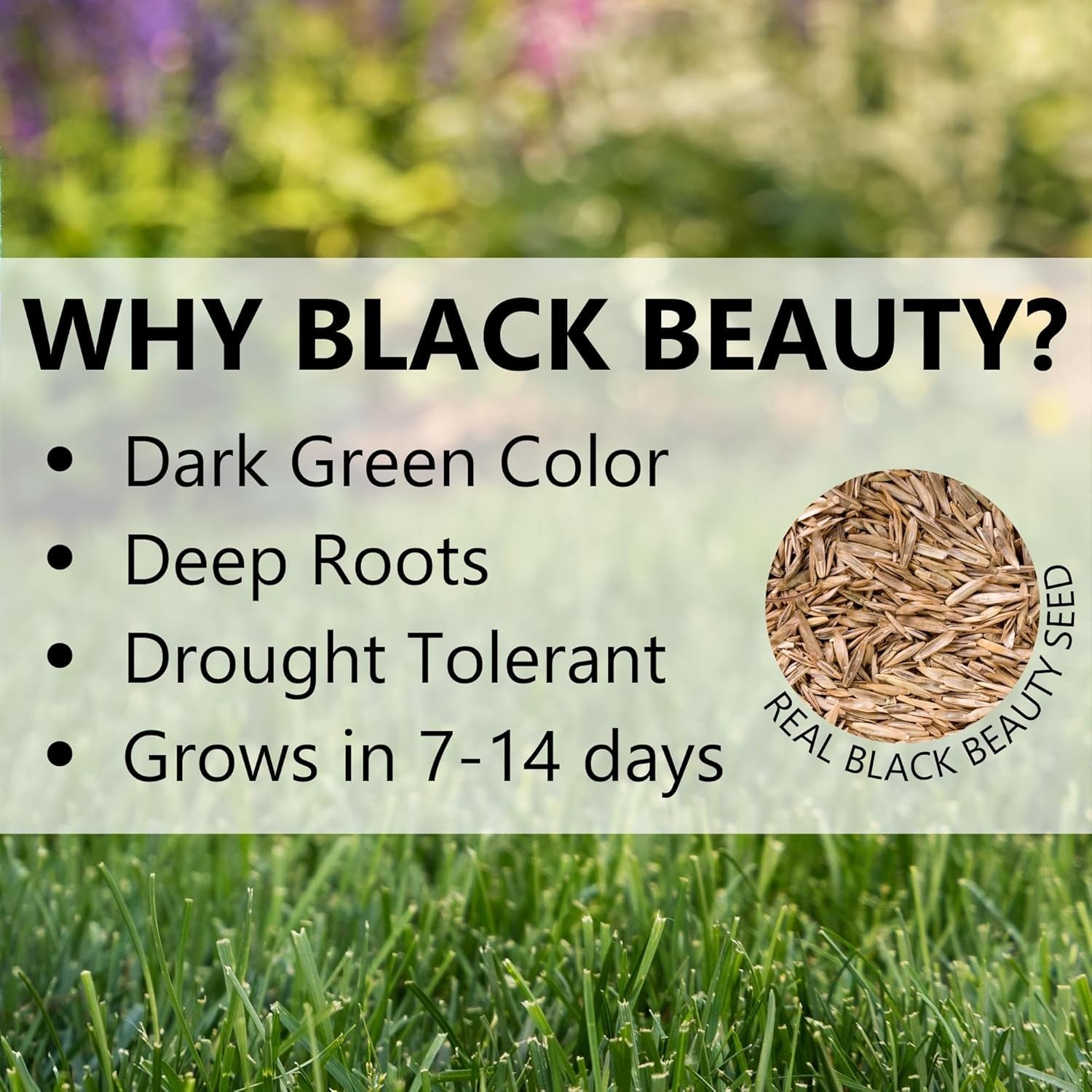 7 lb Black Beauty Ultra Grass Seed for Deep Green Lawns – 1,400 sq. ft. Coverage