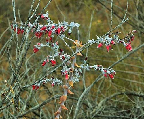Dudleya pulverulenta ssp. pulverulenta | Chalk Liveforever | 20 Seeds