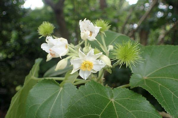 Entelea arborescens | Whau | New Zealand Mulberry | Corkwood | 10 Seeds