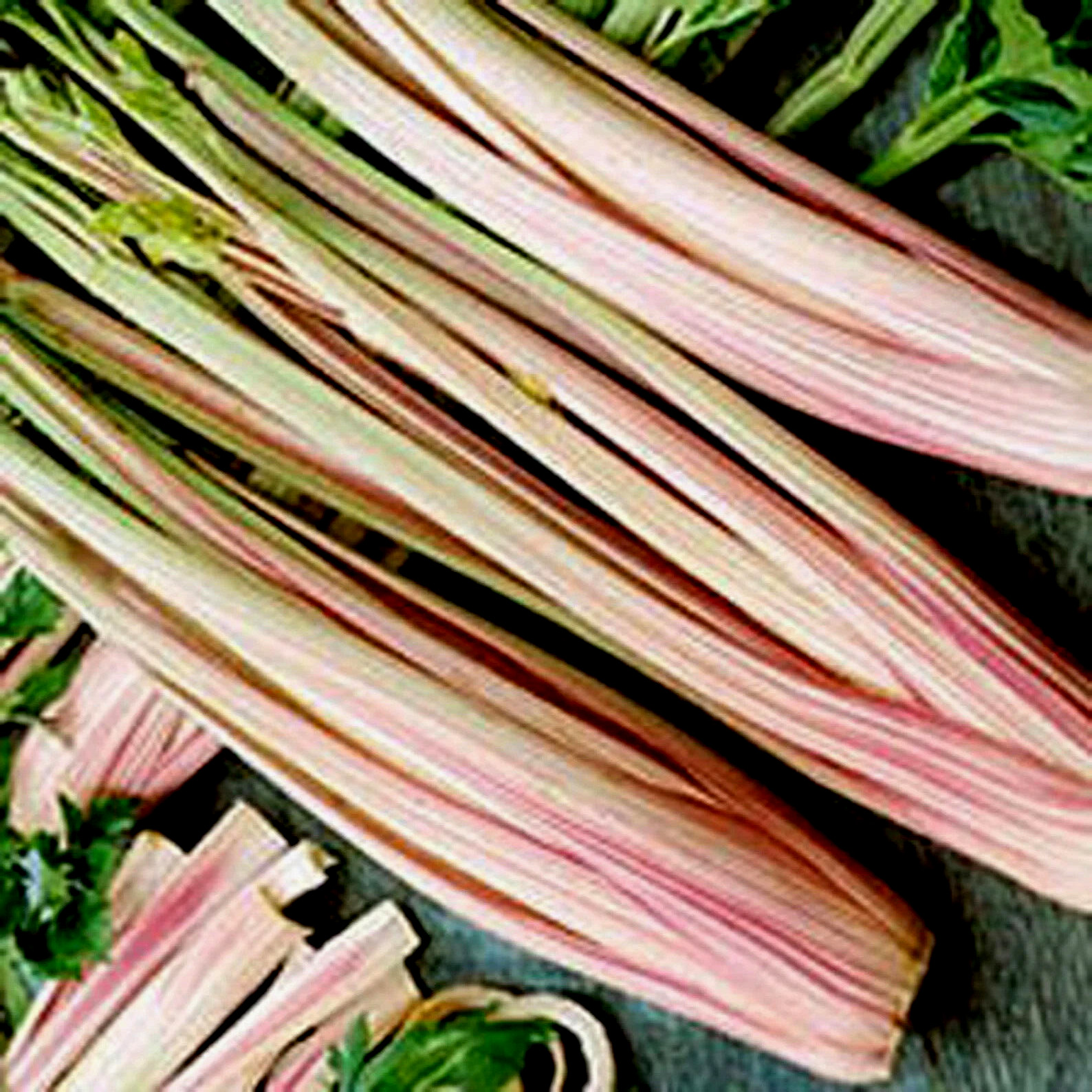 Peppermint Stick Celery Seeds 25 Seeds NON-GMO–BUY 4 ITEMS FREE SHIPPING!!!!!!