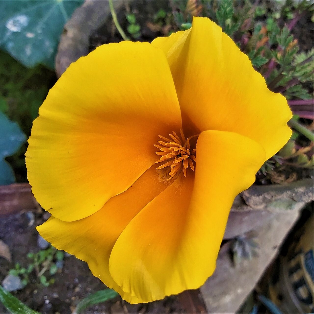 CALIFORNIA POPPY Seeds, Eschscholzia californica *Free Shipping!* 1000+ SEEDS