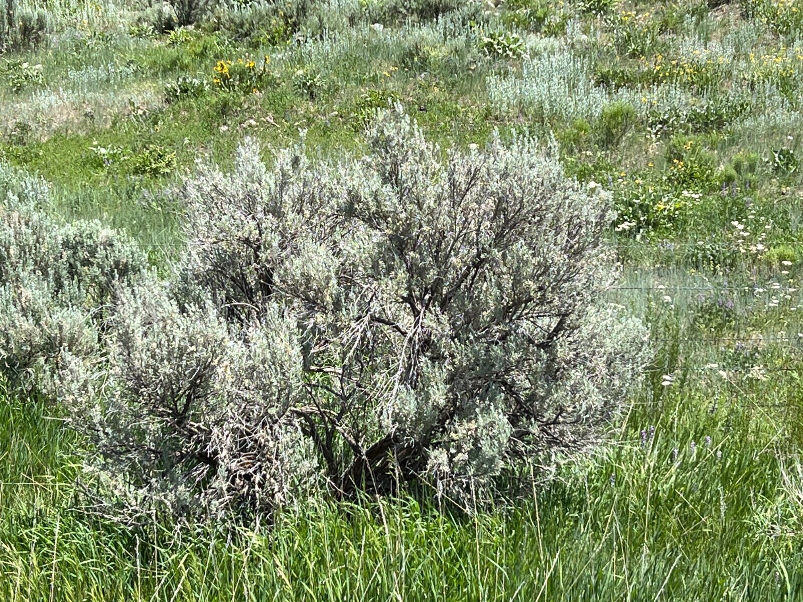 SAGEBRUSH CUTTINGS 8-12 inch long, 2+ pound. Fragrant for Decorations & Smudging