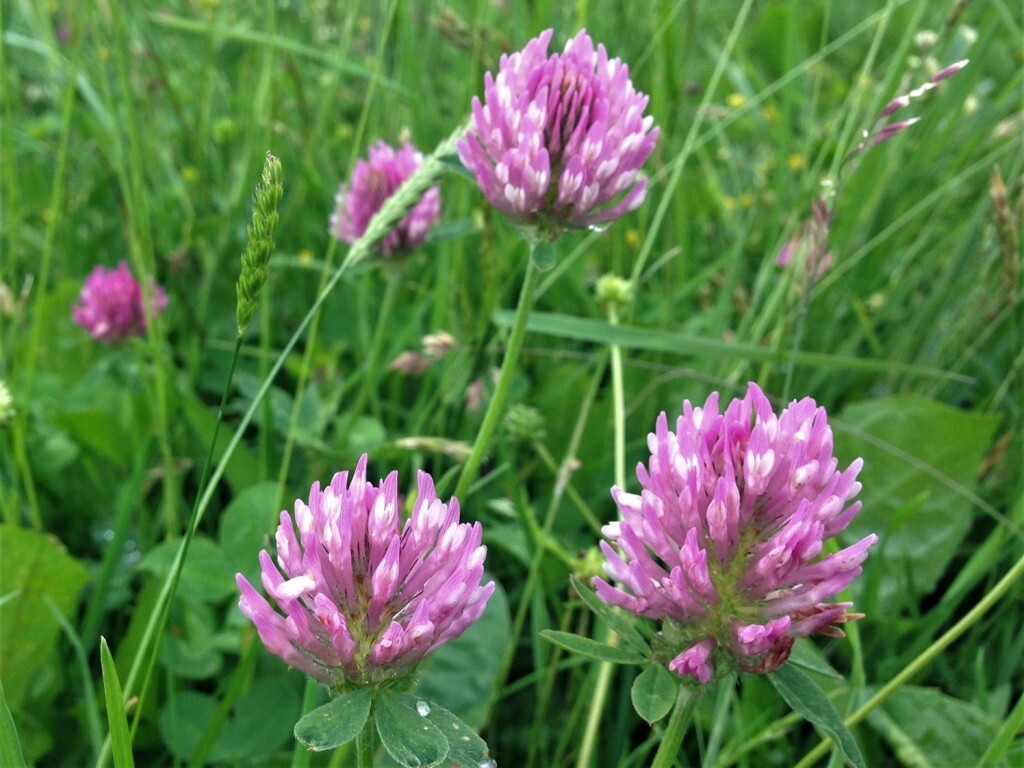 Medium Red Clover Seed – NON-GMO Heirloom Cover Crop & Pasture