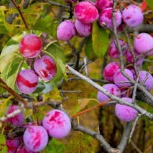 14-18″ tall American Plum tree, Prunus Americana (wild plum) 1-2 year old plant