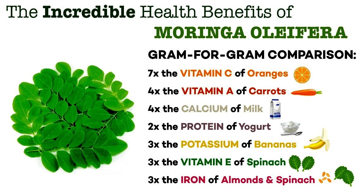 20 FRESH Moringa Oleifera Tree Seeds for Planting Organic NON-GMO Fast Growing