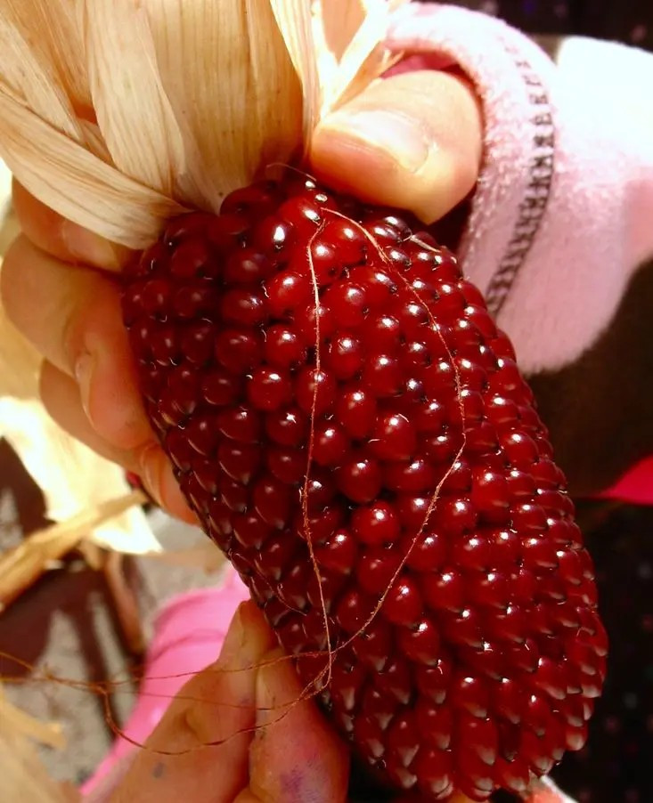 30+ STRAWBERRY RUBY CORN SEEDS – POPCORN – SWEET — HEIRLOOM — ORGANIC — RARE