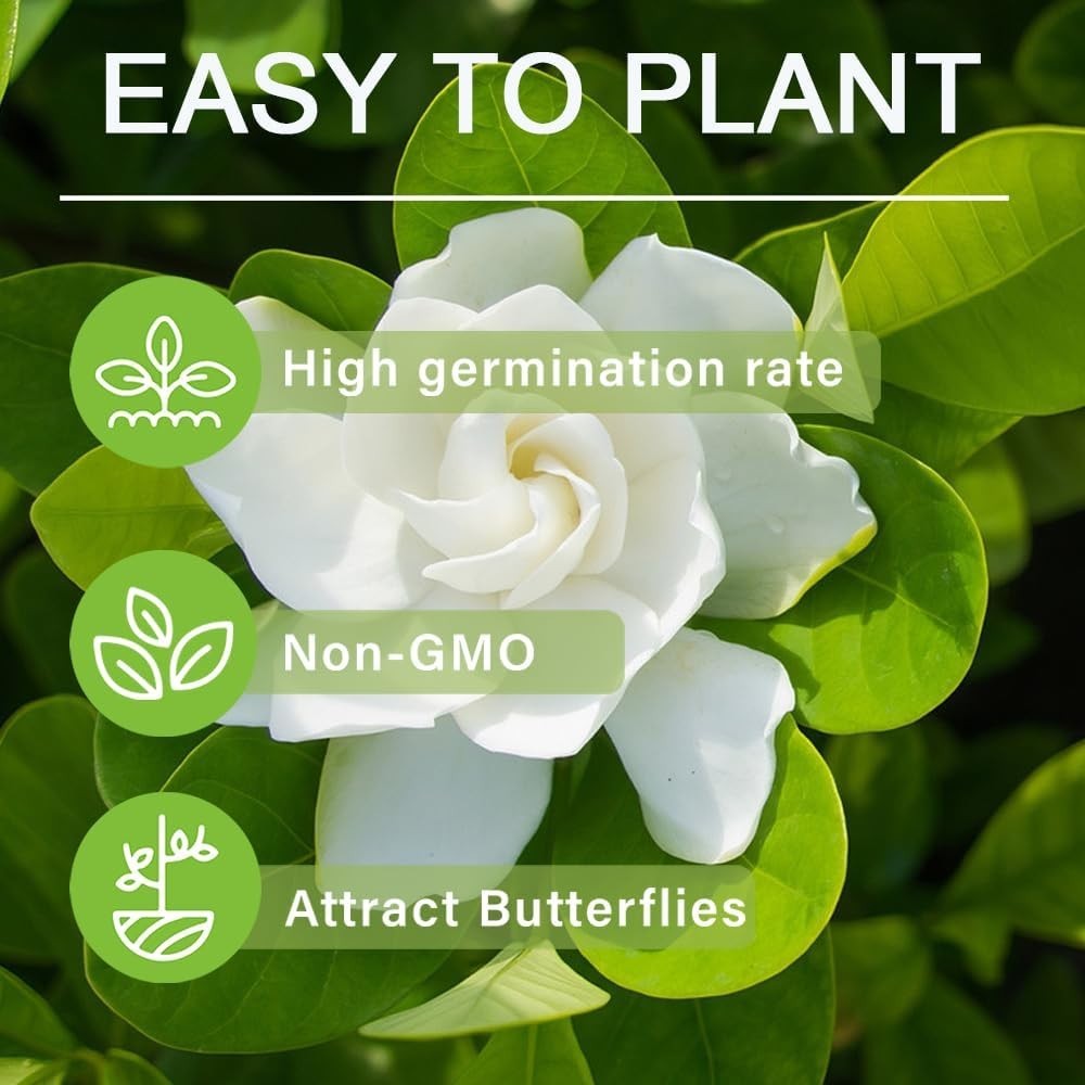 Perennial Gardenia Seeds (200+) – Transform Your Garden with Fragrant Blossoms